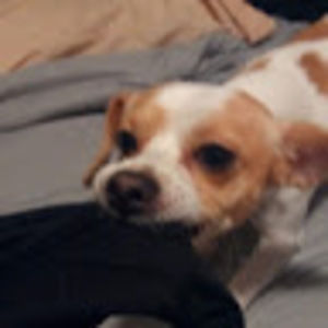 Meet your Posher, Banditkoosh